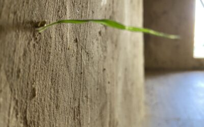 Inauguration de la maison paille 2